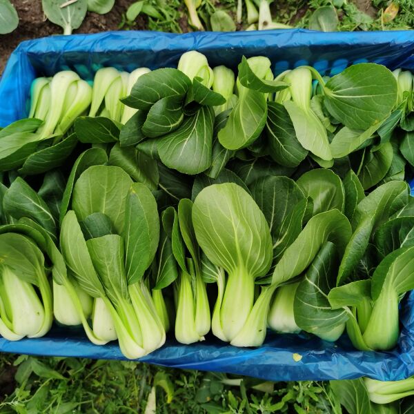 上海有什么素菜(上海有什么素菜特产) 上海有什么素菜(上海有什么素菜特产)