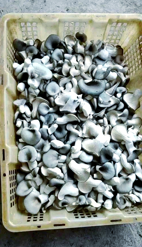 姬菇小吃(姬菇的功效与作用吃法) 姬菇小吃(姬菇的功效与作用吃法)