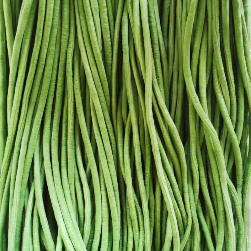 素菜长豆角图片大全(素炒菜豆角的做法)