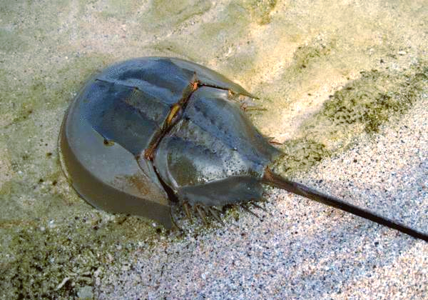 潮汕小吃鲎粿(潮汕小吃鲎粿做法) 潮汕小吃鲎粿(潮汕小吃鲎粿做法)