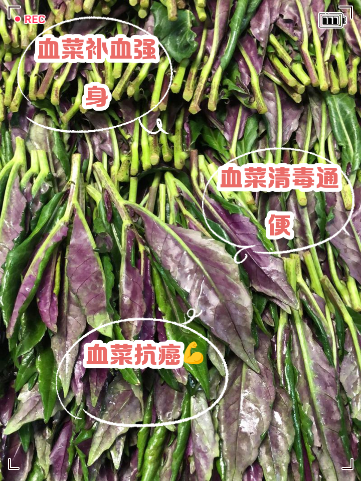 补气血的素菜有些什么(补气血吃什么蔬菜最好最快窍门)