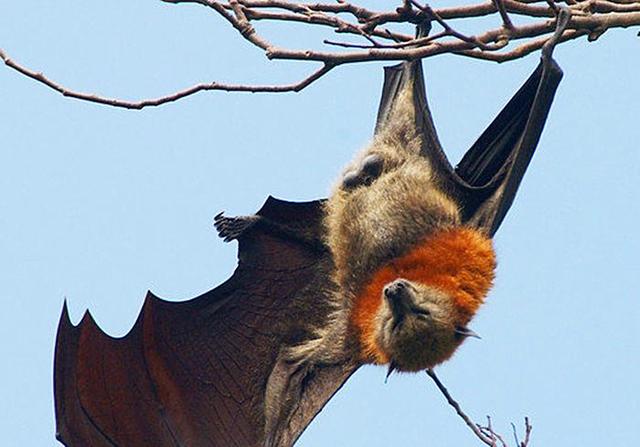 素菜蝙蝠(蝙蝠做成的菜) 素菜蝙蝠(蝙蝠做成的菜)