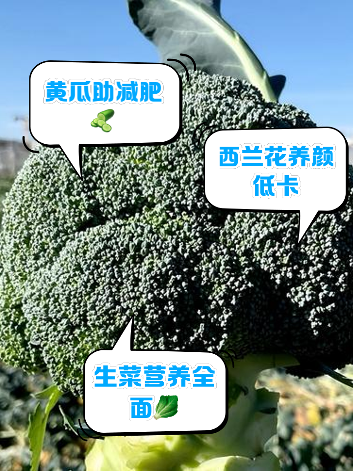 减肥期间不能吃的素菜(减肥期间不能吃什么菜) 减肥期间不能吃的素菜(减肥期间不能吃什么菜)