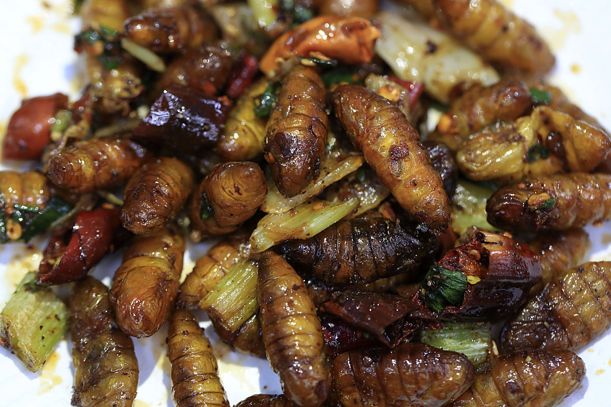 蝉蛹的做法家常做法(蝉蛹得做法) 蝉蛹的做法家常做法(蝉蛹得做法)