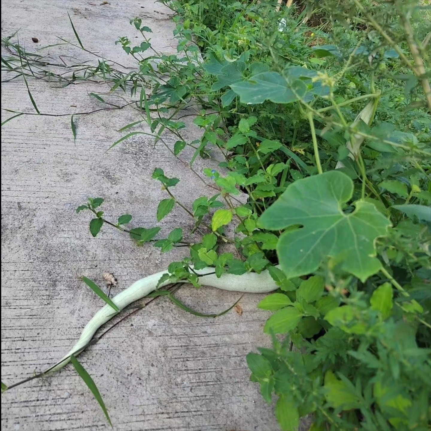 蛇豆的做法大全家常(蛇豆怎么做好吃有什么营养价值)