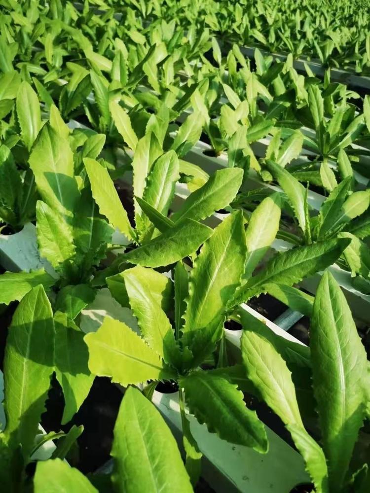 水养素菜有哪些(水养菜什么生长最快) 水养素菜有哪些(水养菜什么生长最快)