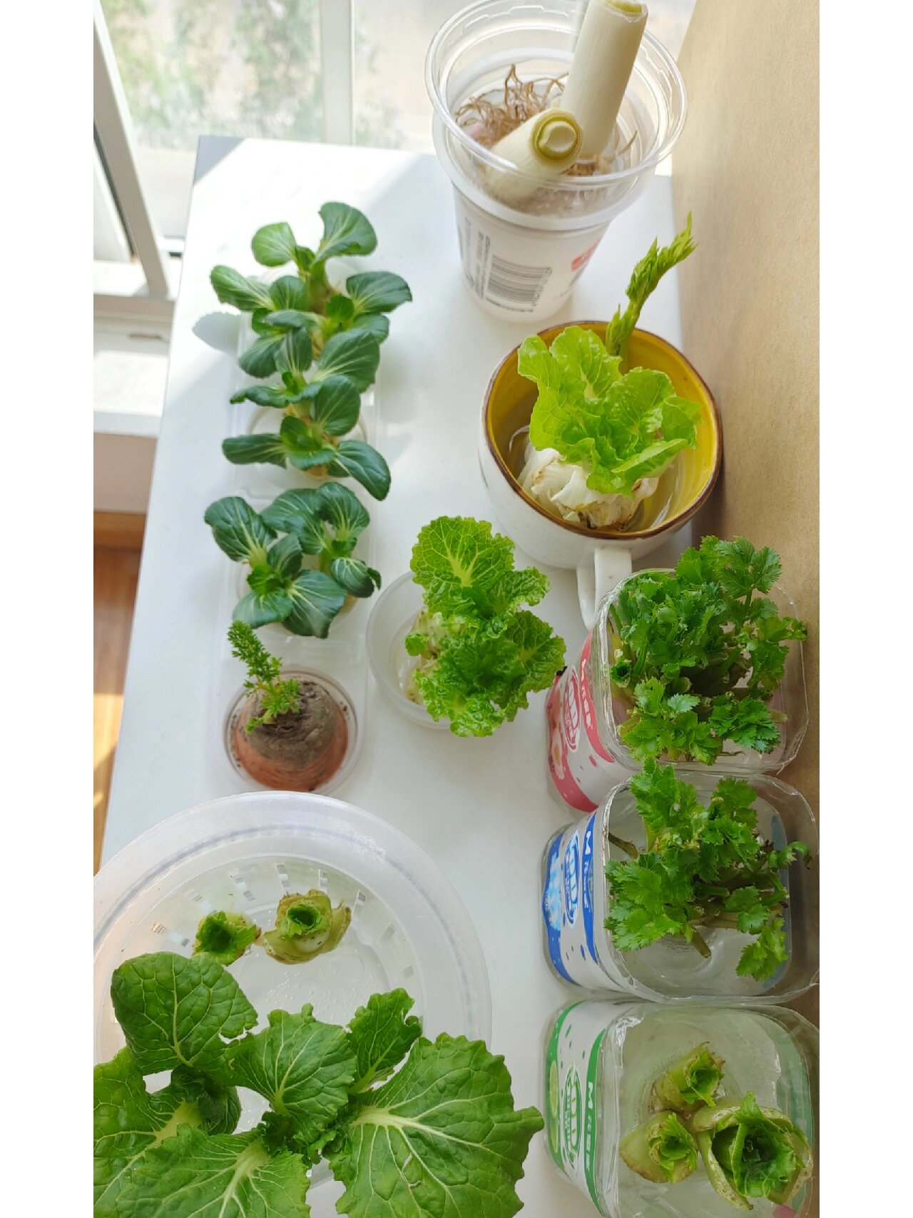 水养素菜有哪些(水养菜什么生长最快) 水养素菜有哪些(水养菜什么生长最快)