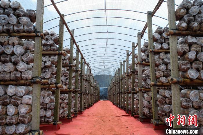 木耳小吃加工设备(木耳深加工小食品) 木耳小吃加工设备(木耳深加工小食品)