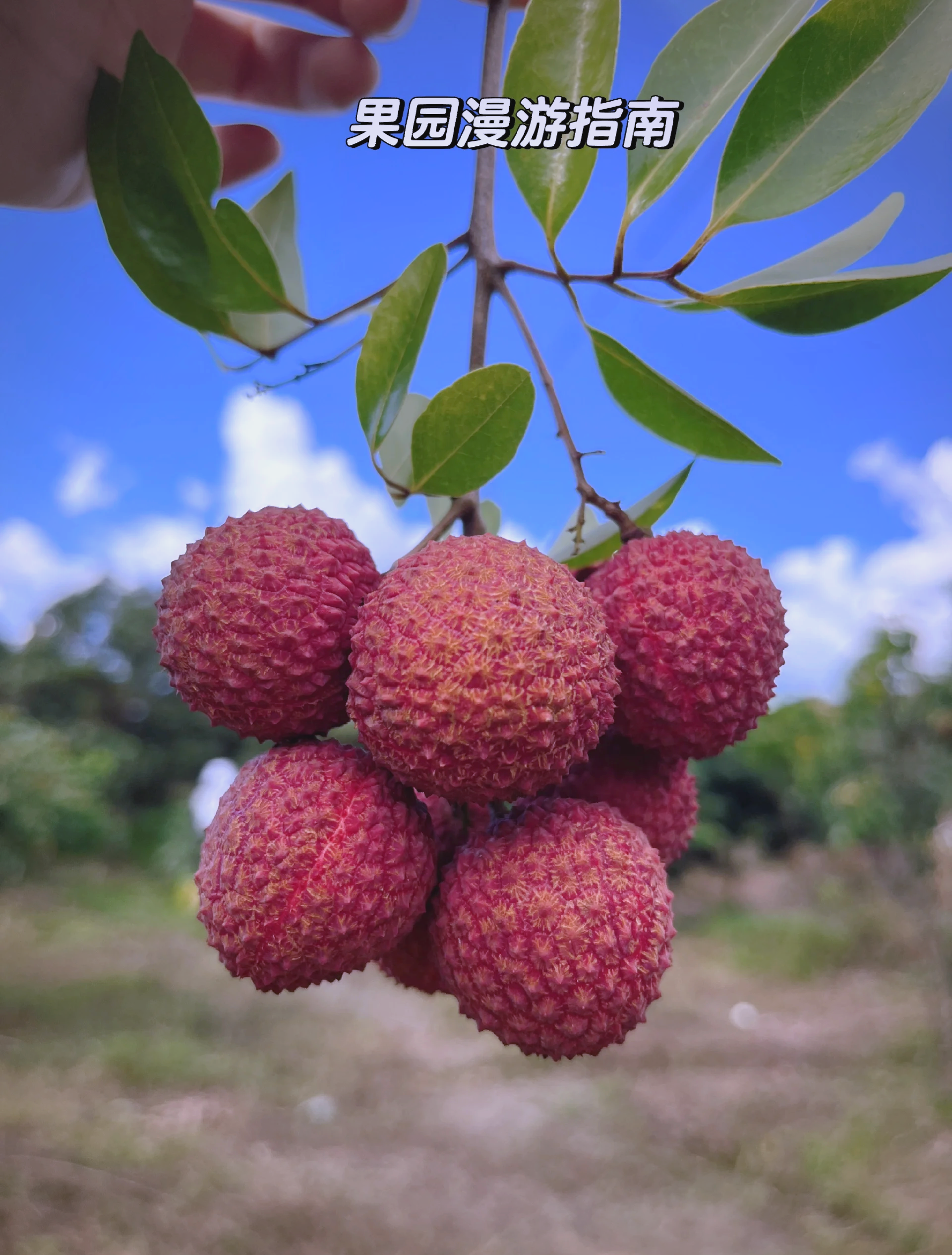 素菜荔枝(素菜荔枝肉做法) 素菜荔枝(素菜荔枝肉做法)