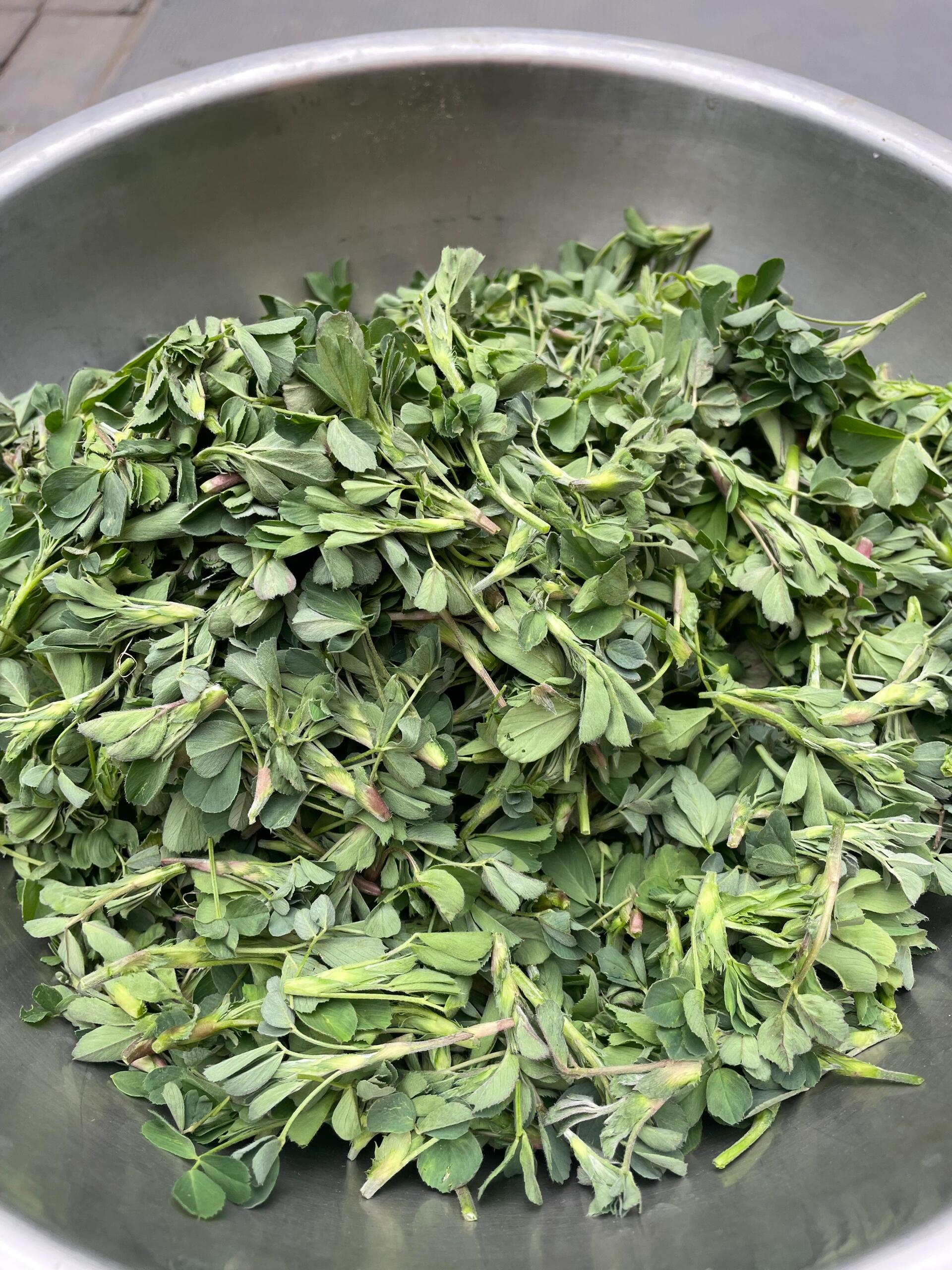 苜素菜菜谱大全(素苜蓿家常做法)