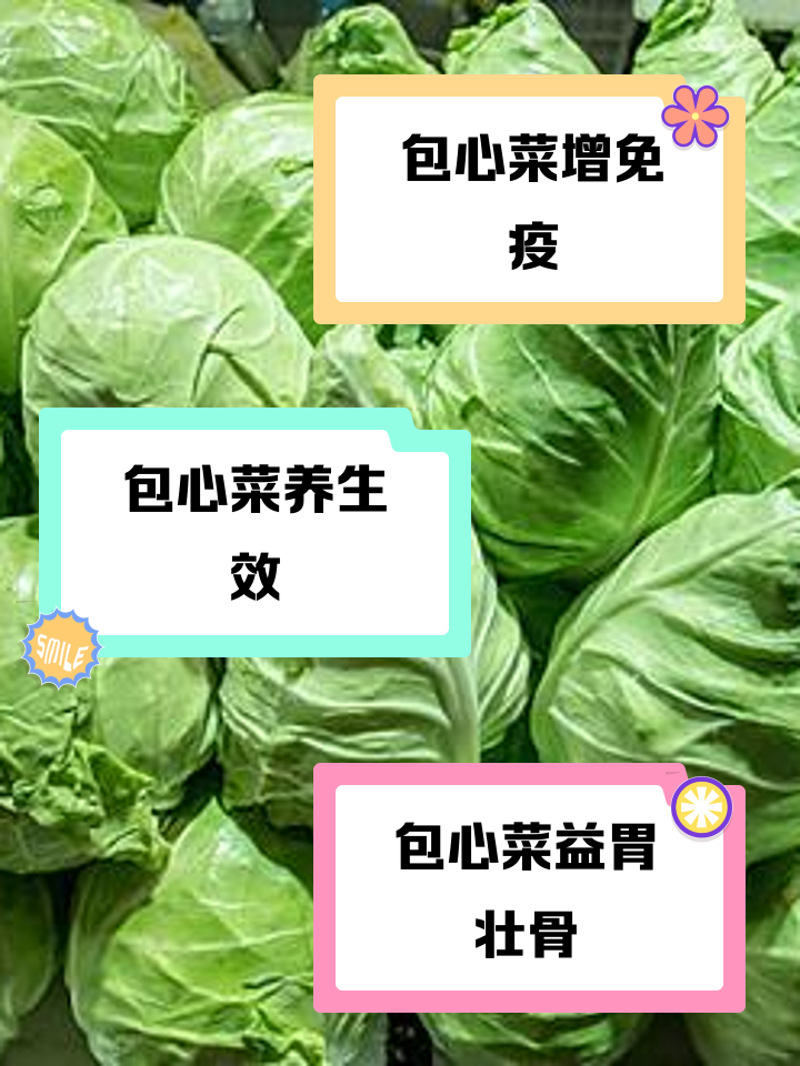素菜包介绍(素菜包是什么菜)