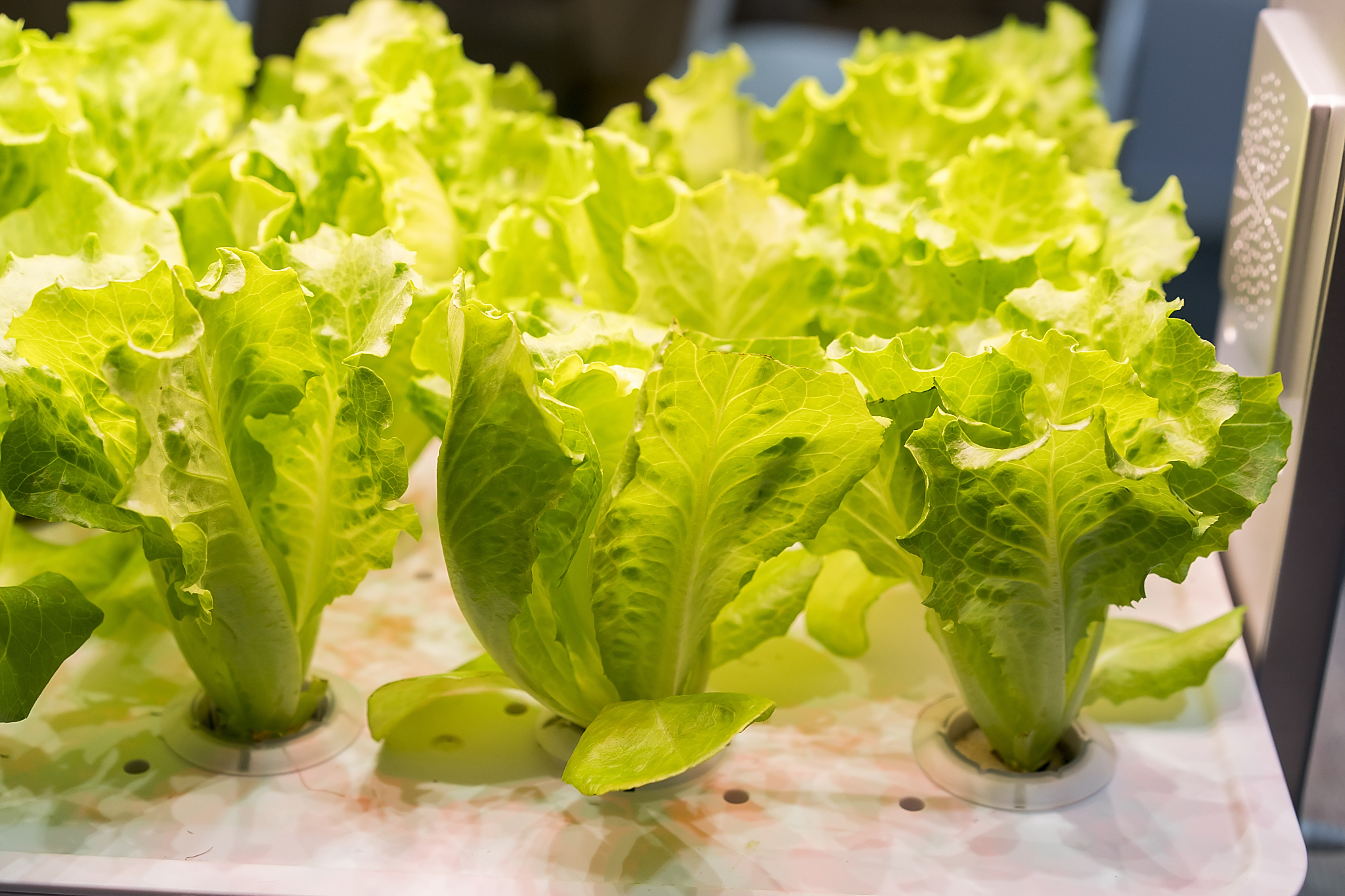 西生菜凉菜(西生菜吃法) 西生菜凉菜(西生菜吃法)