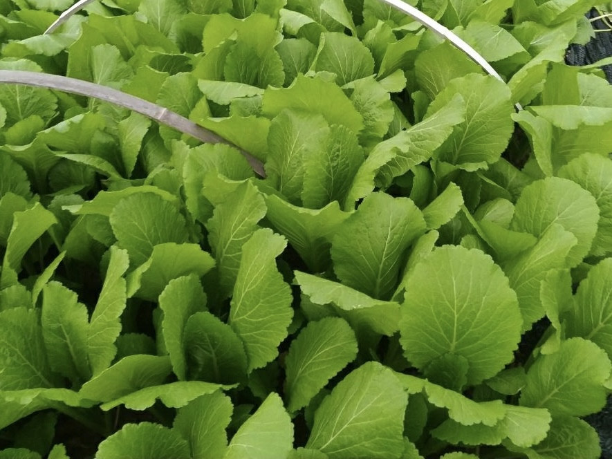 潮汕素菜(潮汕素菜羹汤)