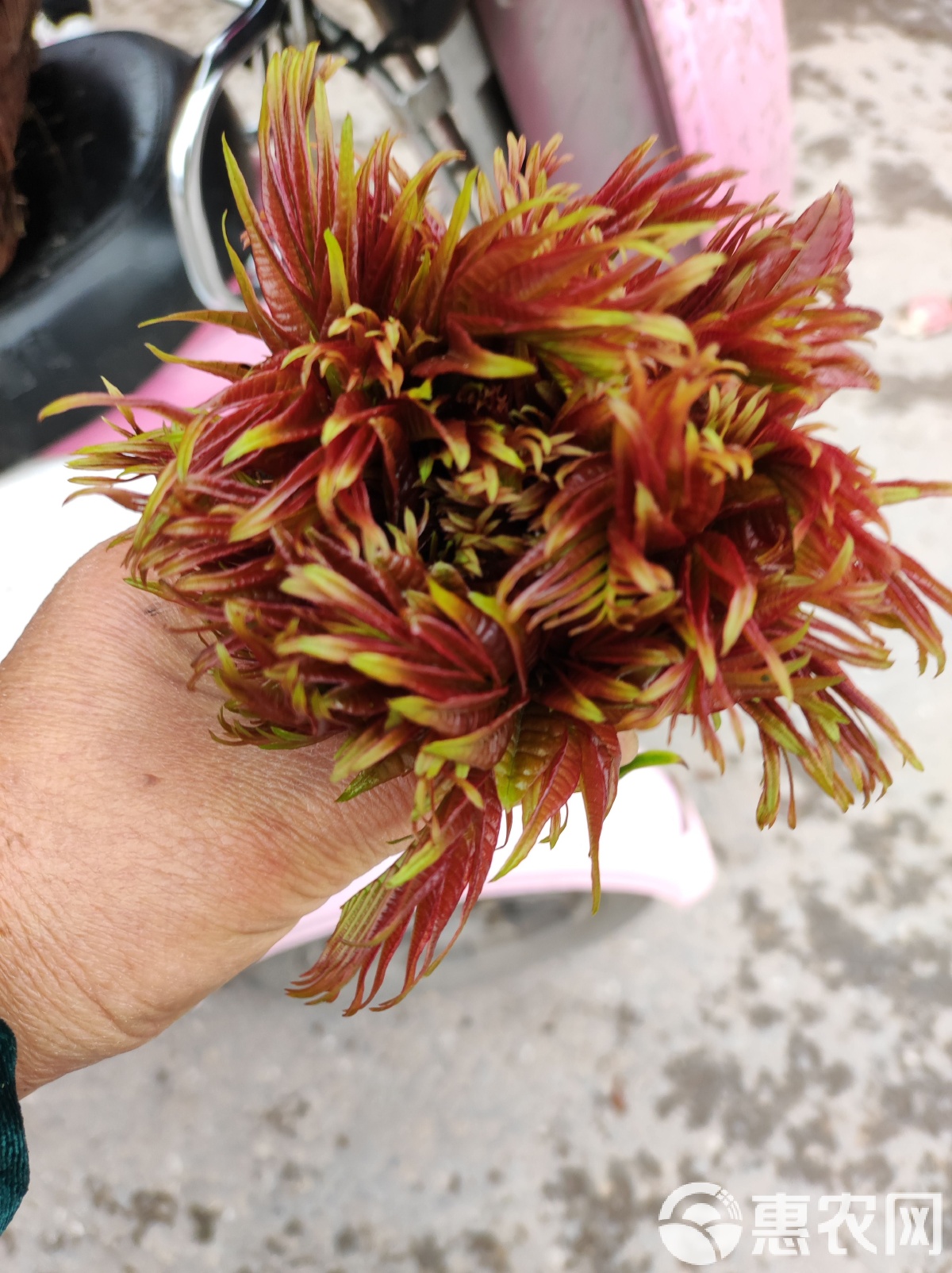 红油香椿酱菜的特色(红油香椿酱菜的特色有哪些) 红油香椿酱菜的特色(红油香椿酱菜的特色有哪些)