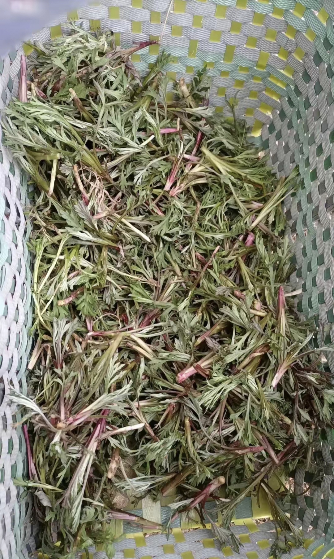 柳蒿芽做素菜(柳蒿芽老了为什么不能吃) 柳蒿芽做素菜(柳蒿芽老了为什么不能吃)