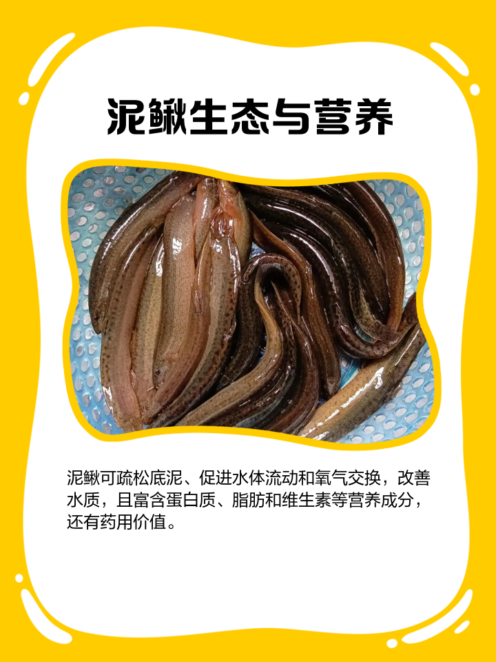 泥鳅做法大全家常做法(泥鳅的做法家常做法) 泥鳅做法大全家常做法(泥鳅的做法家常做法)