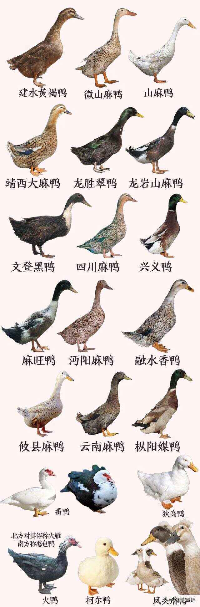 全国特色鸭子(各地的鸭子特产) 全国特色鸭子(各地的鸭子特产)