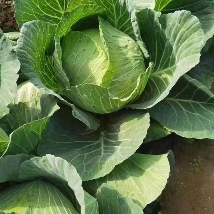 包头特色蔬菜(包头特色蔬菜有哪些) 包头特色蔬菜(包头特色蔬菜有哪些)