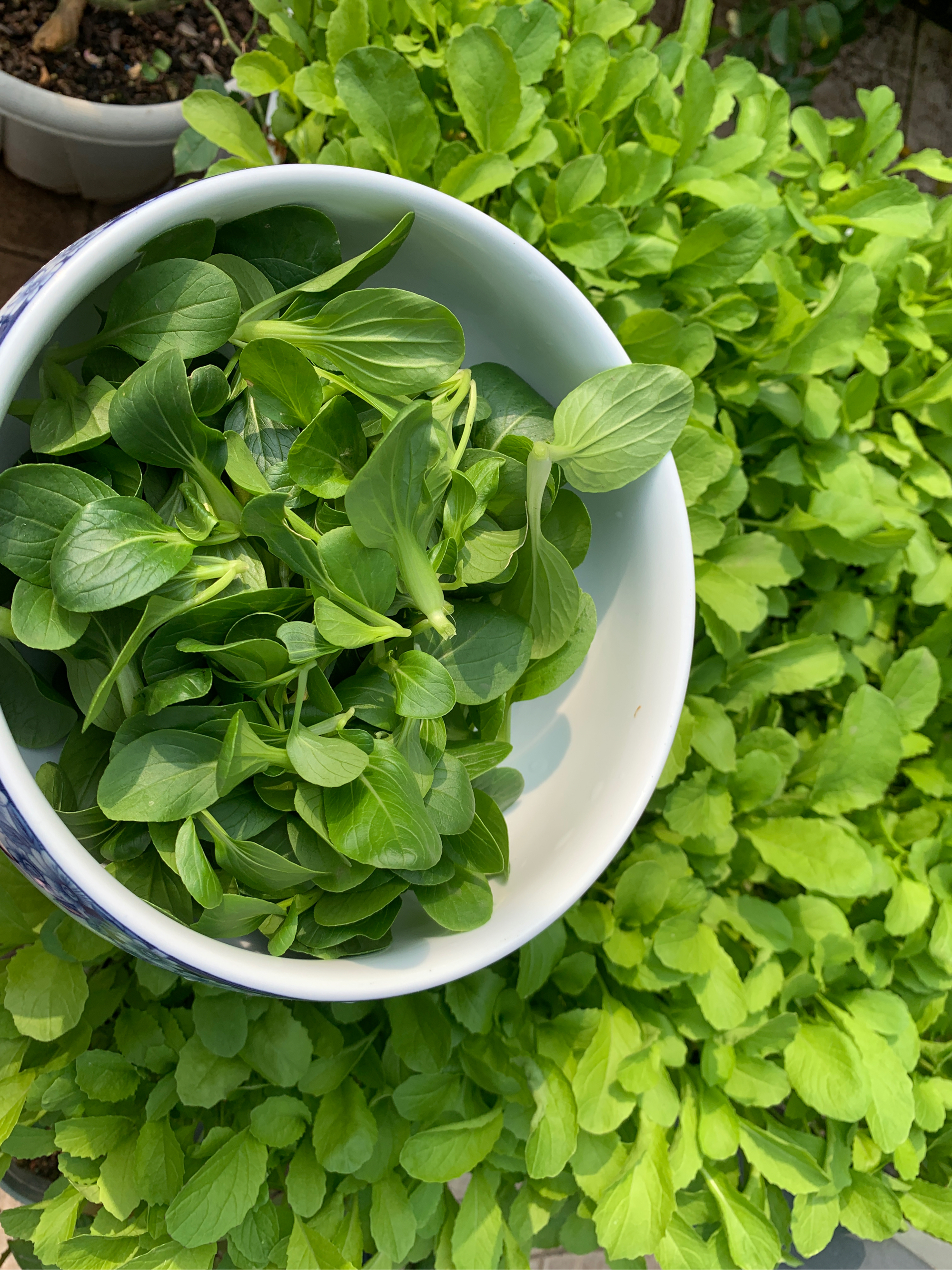 素菜青菜(青菜素菜有哪些) 素菜青菜(青菜素菜有哪些)