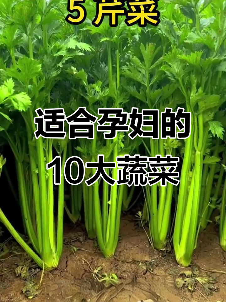 哪些素菜适合孕妇吃(什么素菜对孕妇好) 哪些素菜适合孕妇吃(什么素菜对孕妇好)