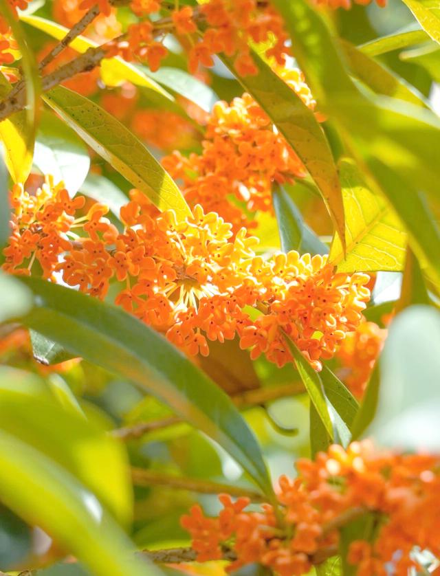 秋季特色(秋季特色美食) 秋季特色(秋季特色美食)