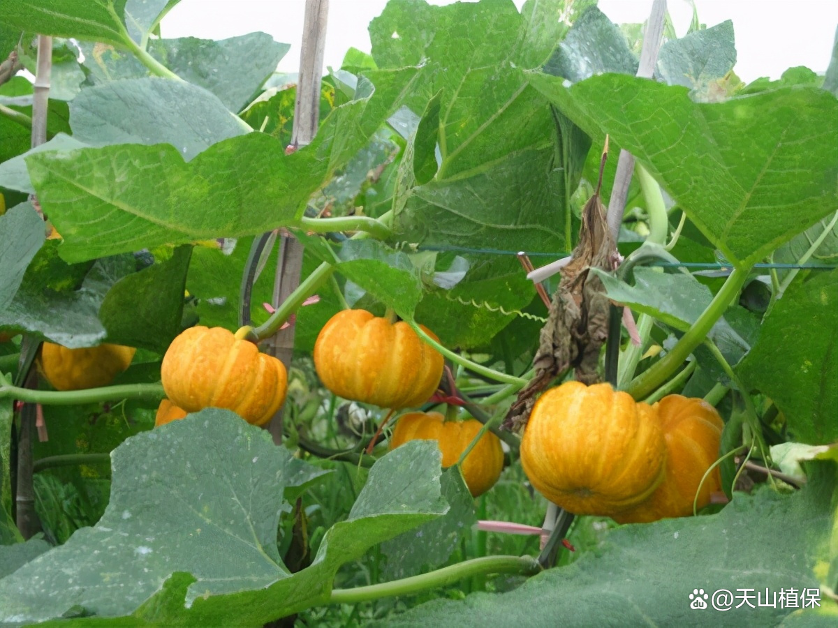 南瓜和那些素菜同吃好(南瓜和什么蔬菜搭配最好) 南瓜和那些素菜同吃好(南瓜和什么蔬菜搭配最好)