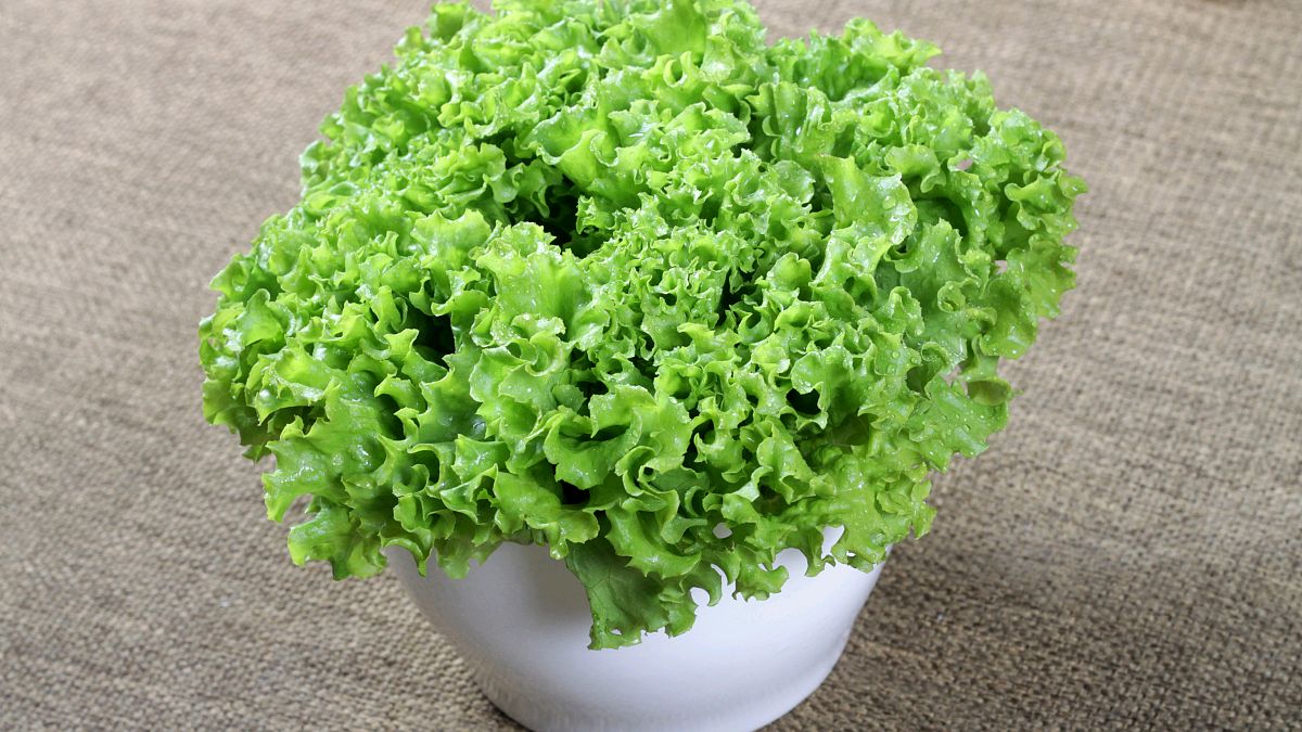 可以生吃的素菜有哪些(可以生吃的蔬菜知乎) 可以生吃的素菜有哪些(可以生吃的蔬菜知乎)