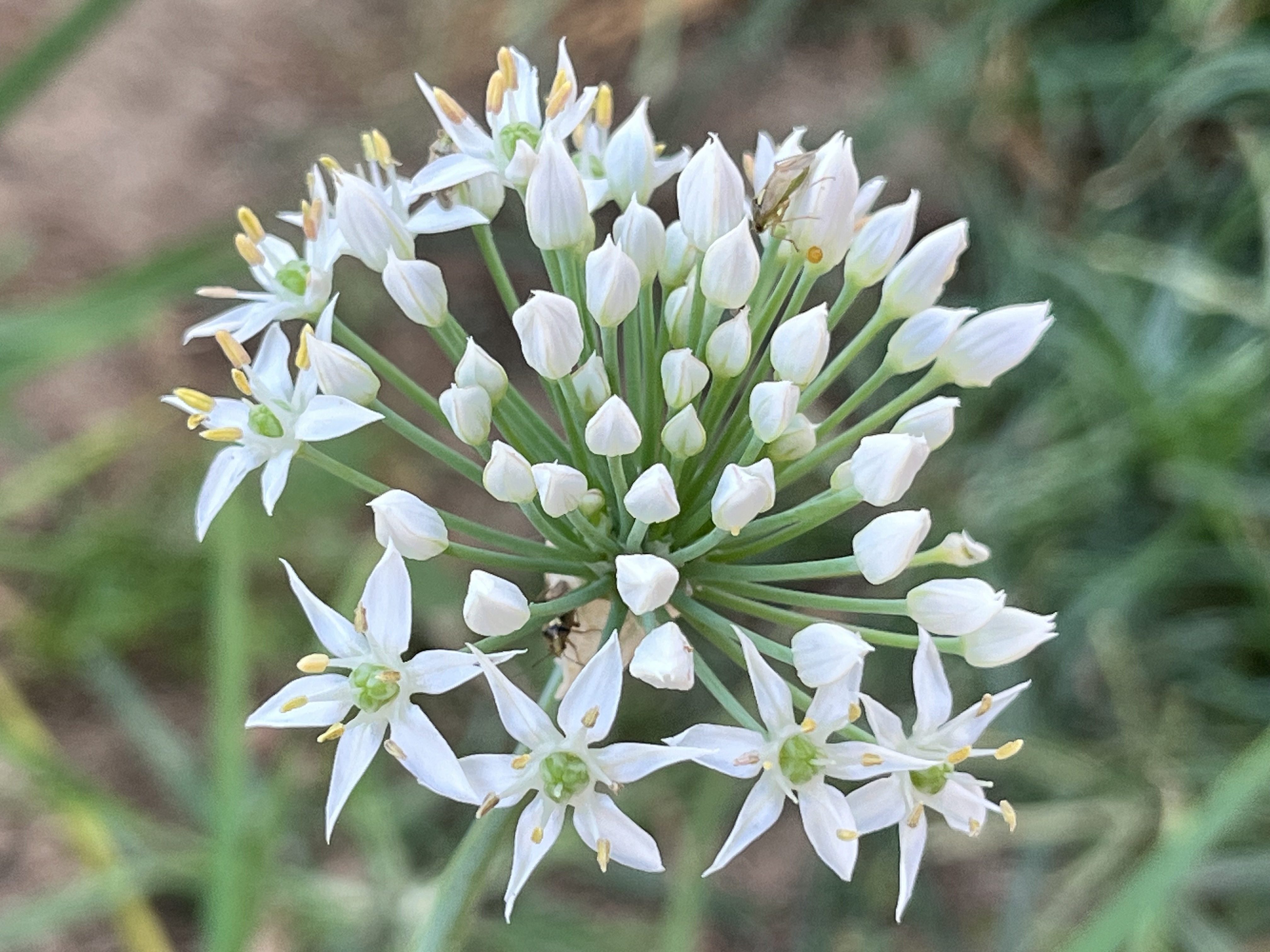 特色韭菜花(家庭制作韭菜花的做法) 特色韭菜花(家庭制作韭菜花的做法)