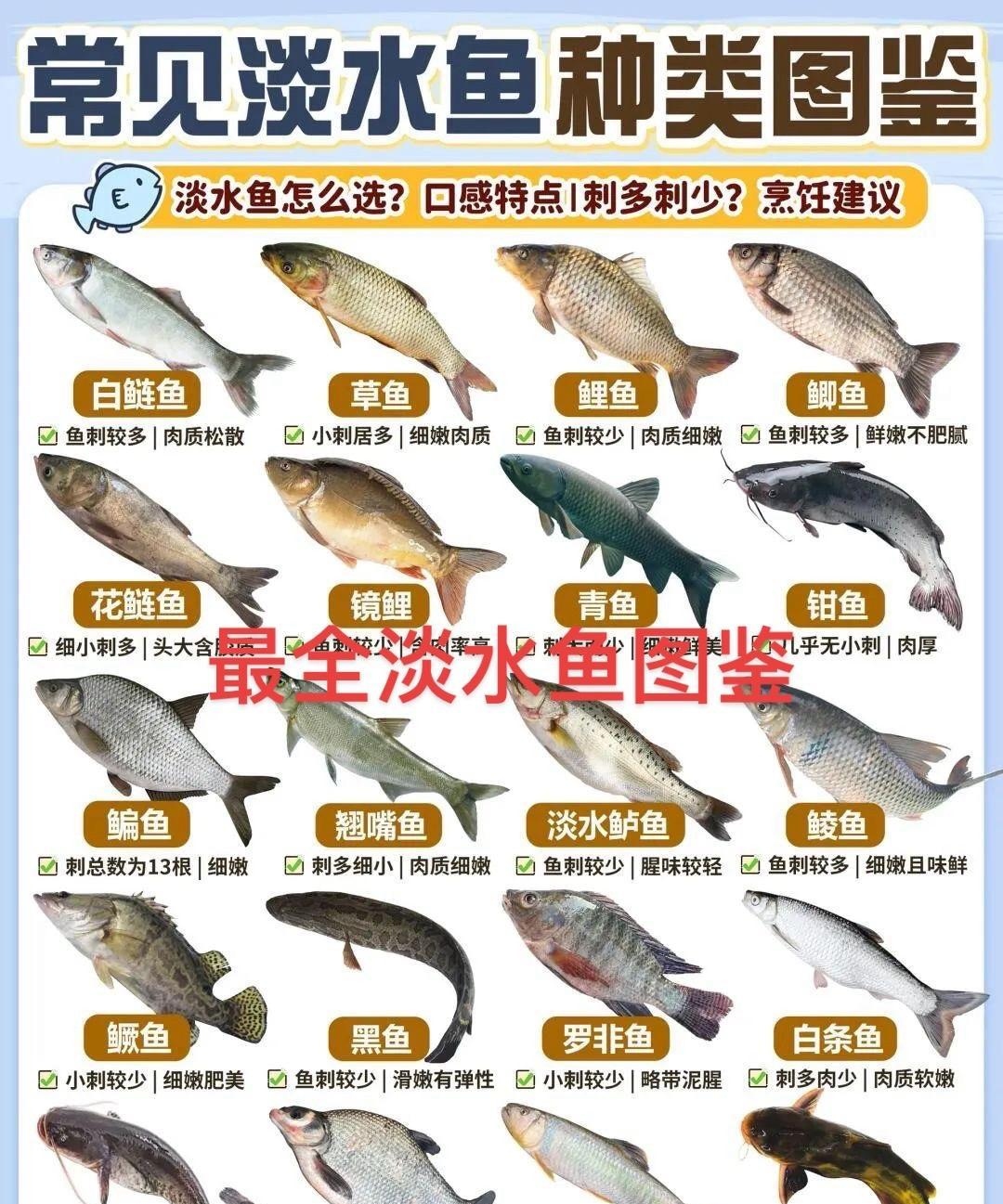 家常白鲢(家常白鲢鱼) 家常白鲢(家常白鲢鱼)