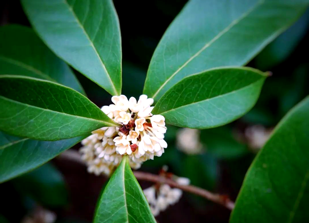 桂花特色(桂花有哪些美食) 桂花特色(桂花有哪些美食)
