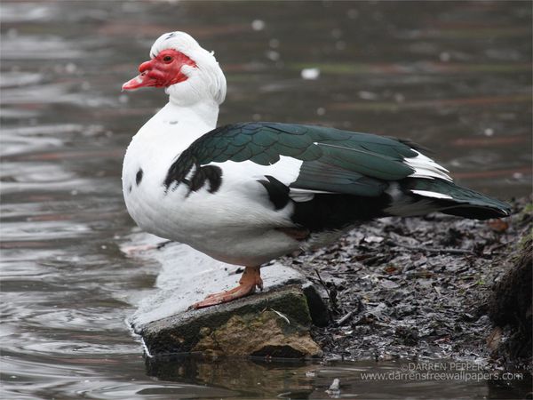 鸳鸯鸭的家常做法(家养鸳鸯鸭怎么做好吃) 鸳鸯鸭的家常做法(家养鸳鸯鸭怎么做好吃)