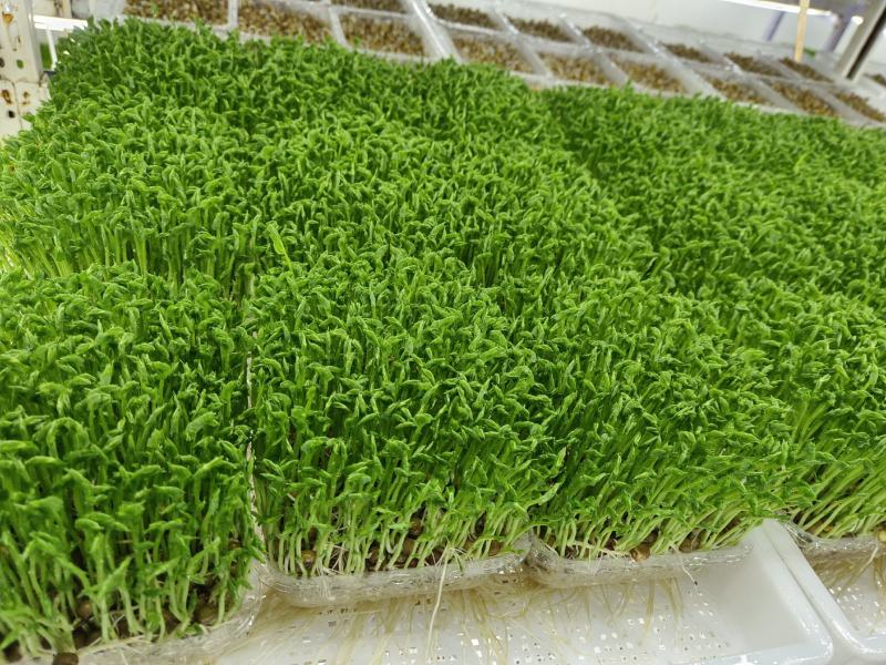 特色菜苗(特色蔬菜品种介绍) 特色菜苗(特色蔬菜品种介绍)