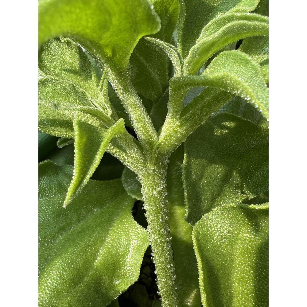 特色菜苗(特色蔬菜品种介绍) 特色菜苗(特色蔬菜品种介绍)