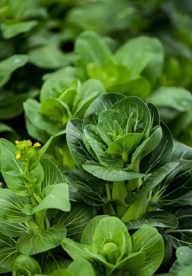 有叶的素菜有哪些(有叶的蔬菜有哪些)