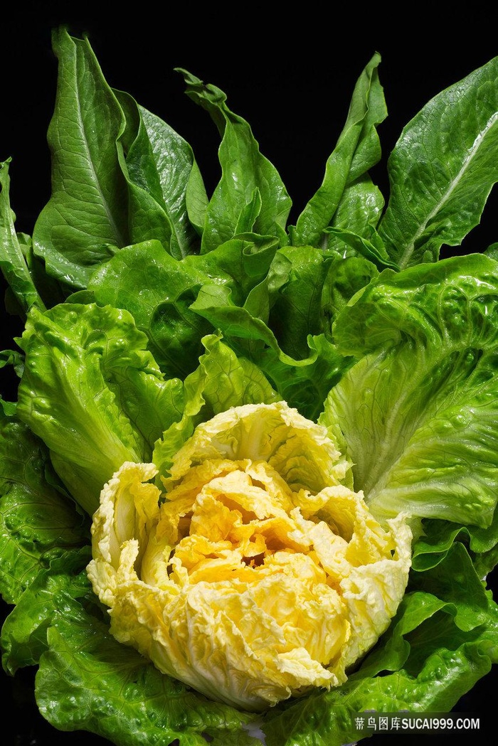 有什么素菜图片(有什么有名的素菜) 有什么素菜图片(有什么有名的素菜)