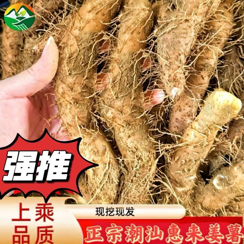 特色姜薯(姜薯的口感) 特色姜薯(姜薯的口感)