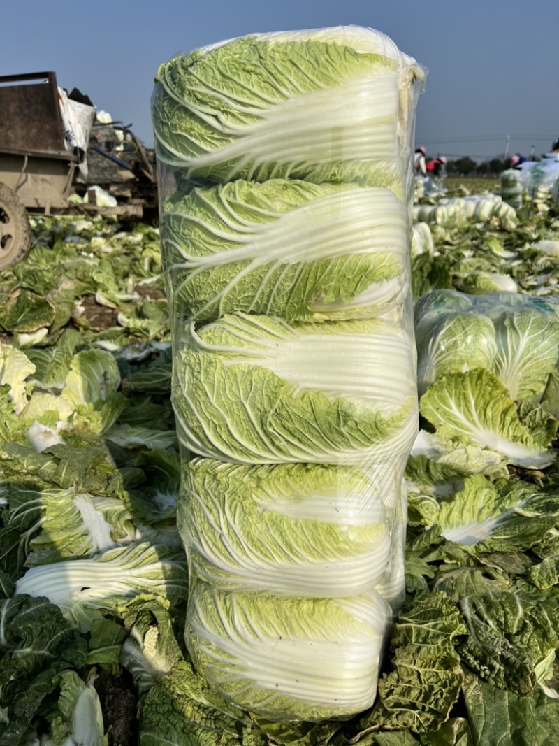 湖北特色青菜(湖北特色青菜有哪些)