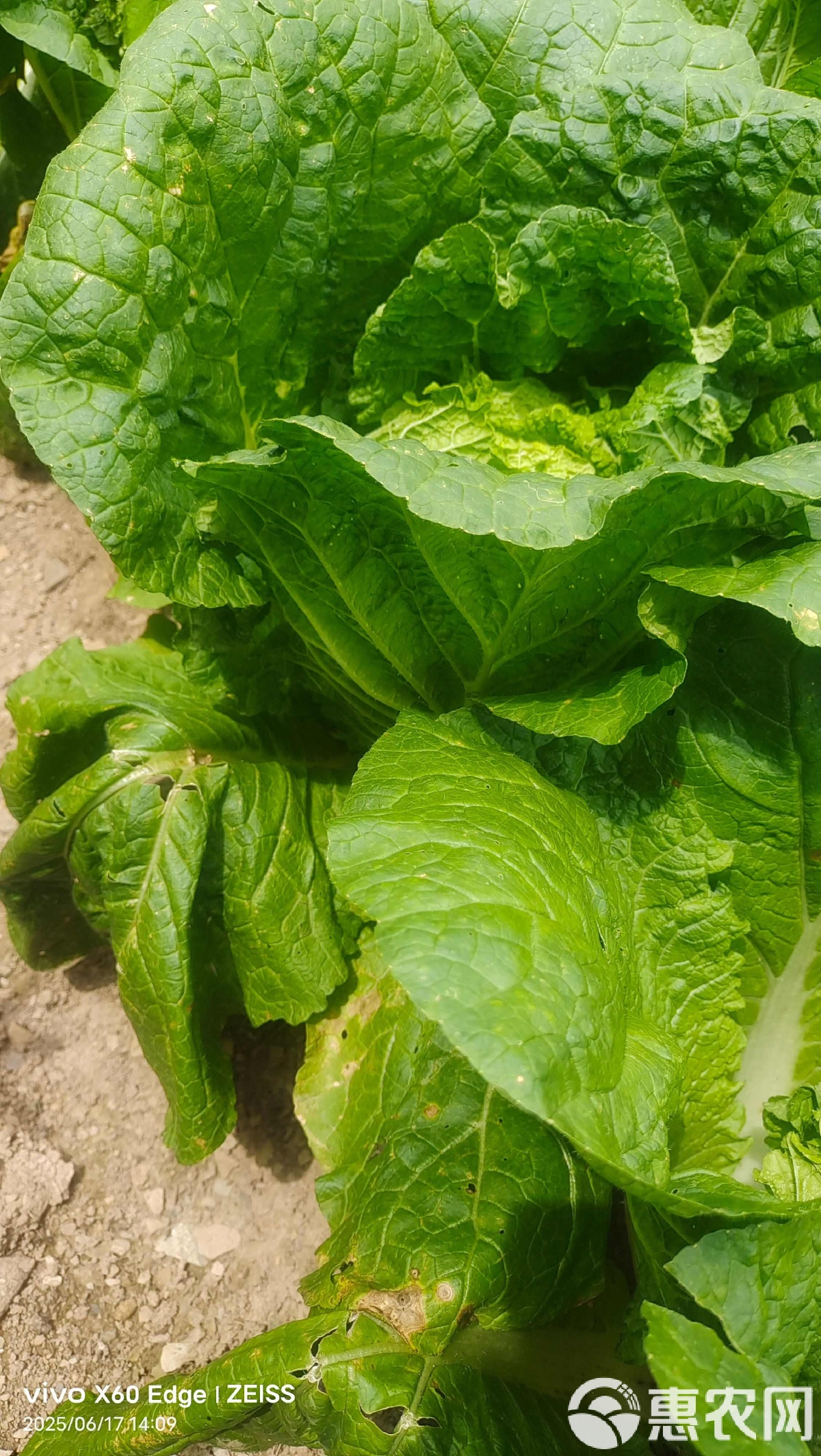 湖北特色青菜(湖北特色青菜有哪些)