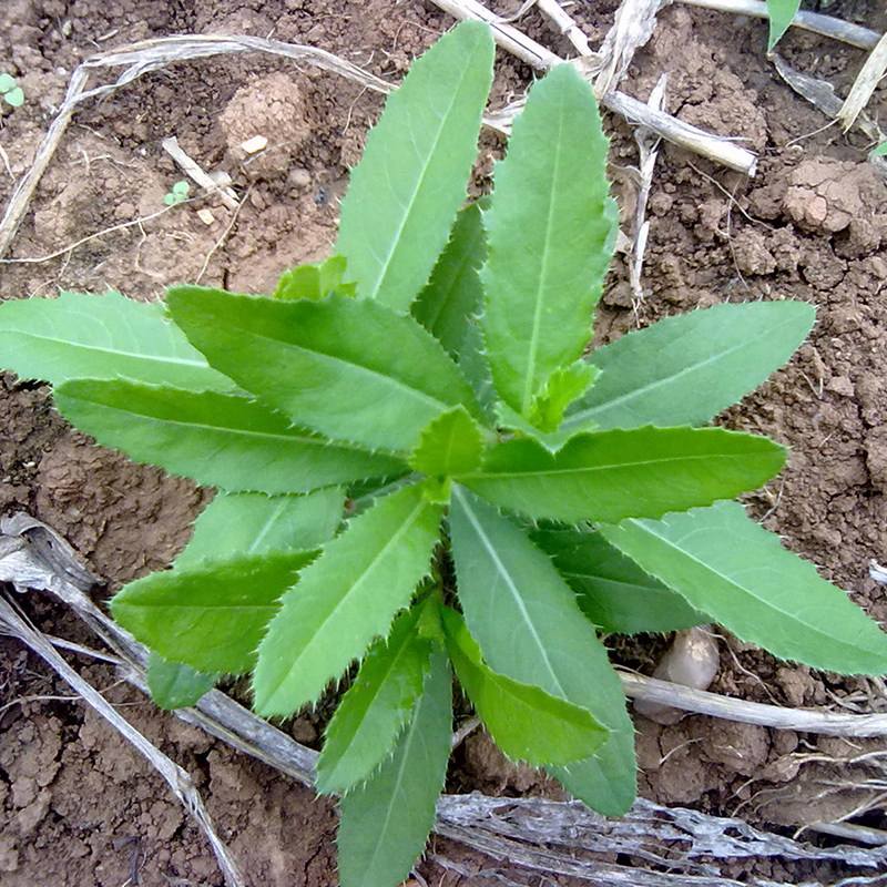有小刺的凉菜(有小刺的凉菜图片) 有小刺的凉菜(有小刺的凉菜图片)