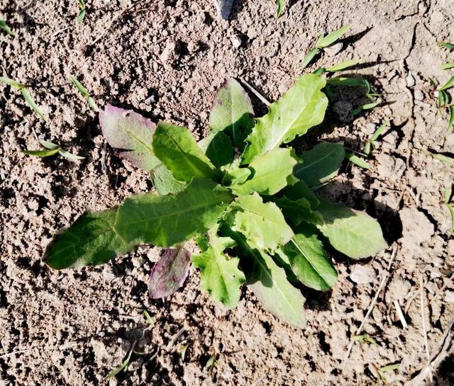 有小刺的凉菜(有小刺的凉菜图片) 有小刺的凉菜(有小刺的凉菜图片)