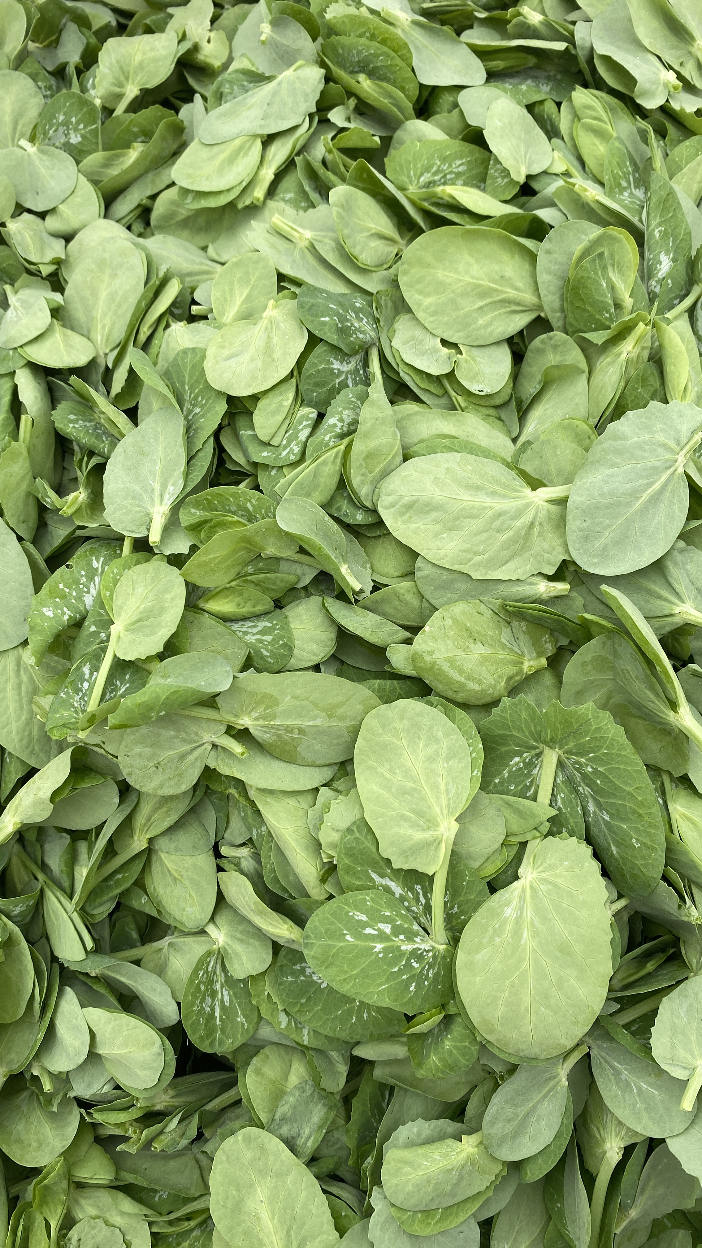 素菜豌豆尖(豌豆尖菜怎么做好吃)