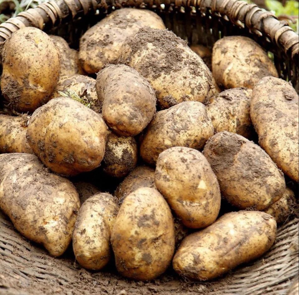 九寨沟特色洋芋(九寨沟土豆叫什么)