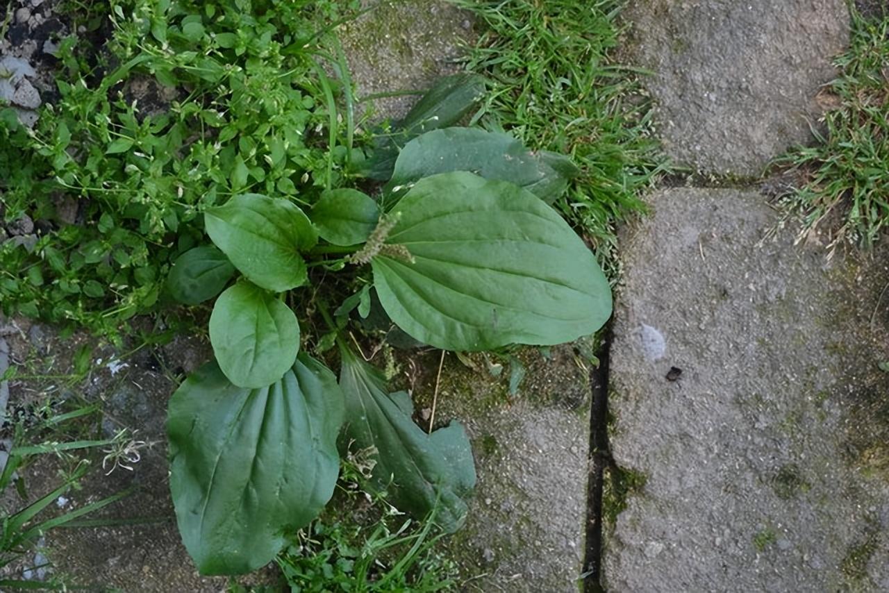 利尿的素菜(利尿的蔬菜有哪些食物有哪些)