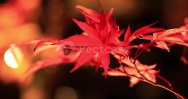 叶子带红色的素菜(红色叶子的蔬菜有哪些)