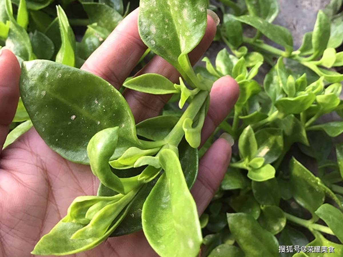 厚叶子凉菜(饭店凉菜叶子厚的叫什么)