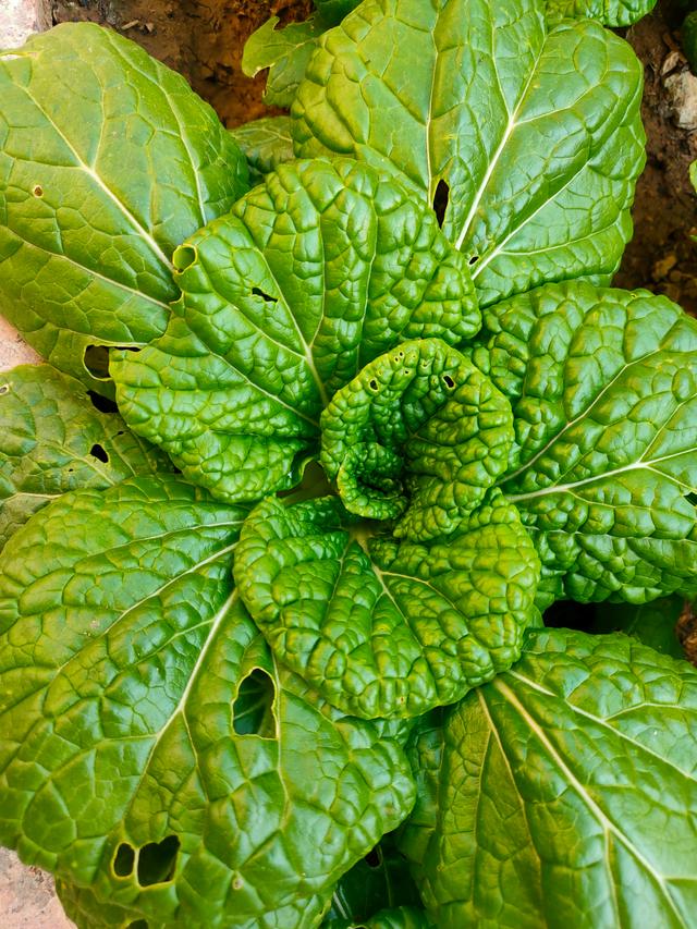 哪些素菜可以乌发(乌发的食材)