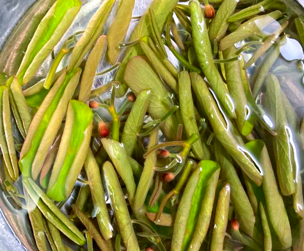 莼菜的做法家常图片(莼菜怎么吃最营养价值)