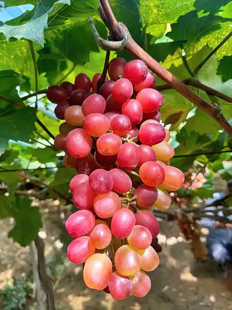 可以早餐吃的水果好(早餐能吃的水果是什么)