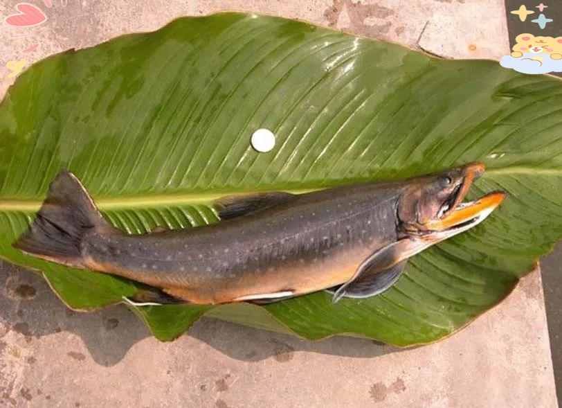 有名的特色鱼(特色鱼美食)