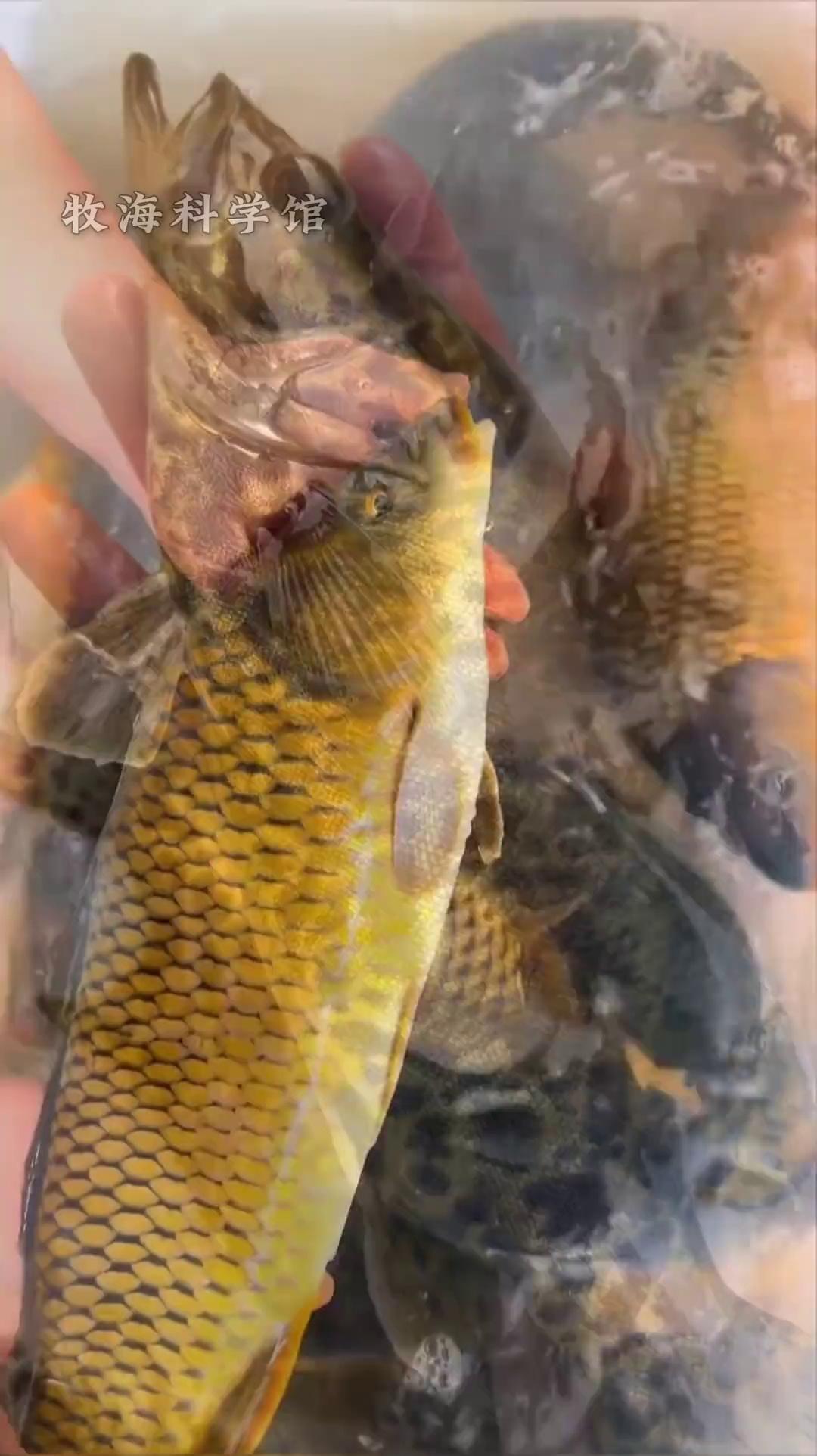 有名的特色鱼(特色鱼美食)